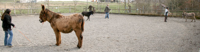 Basiskurs nat&uuml;rliches Horsemanship mit Eseln